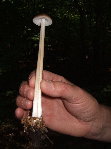 Oudemansiella radicata